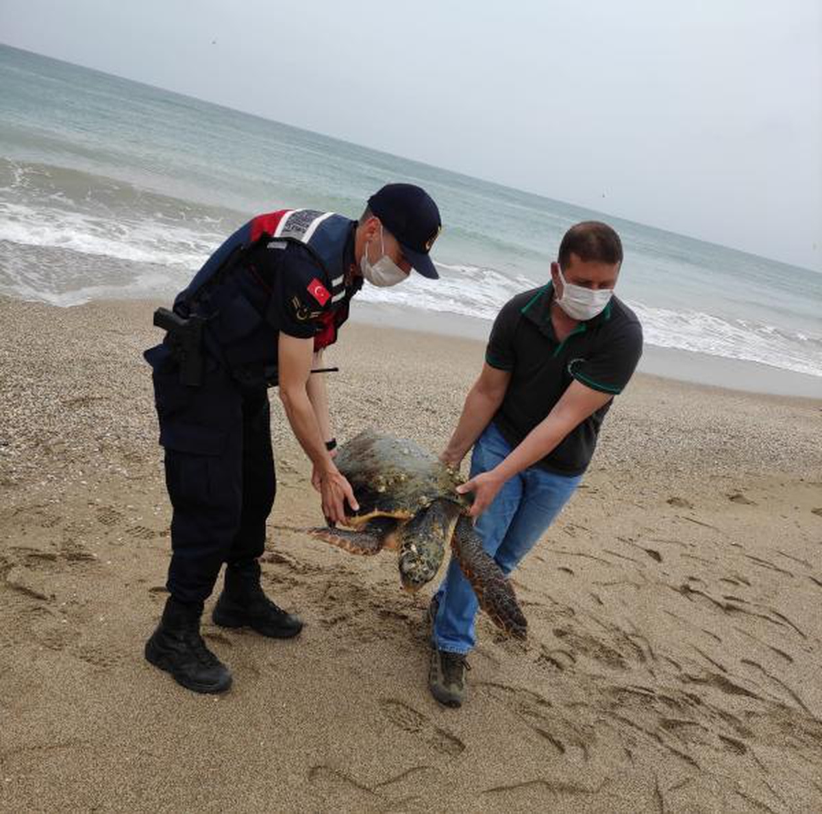 Jandarmanın bulduğu yaralı caretta caretta tedaviye alındı