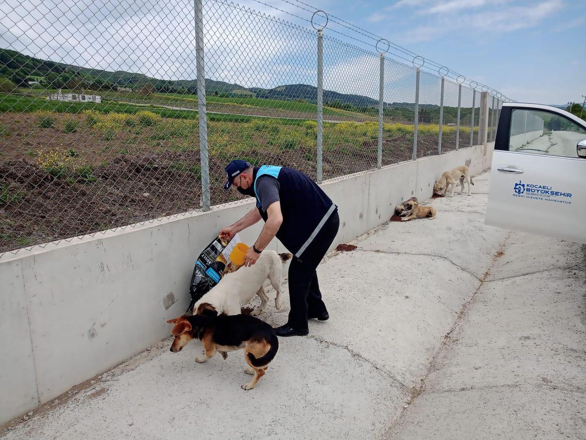 Kısıtlamada sokak hayvanları unutulmadı