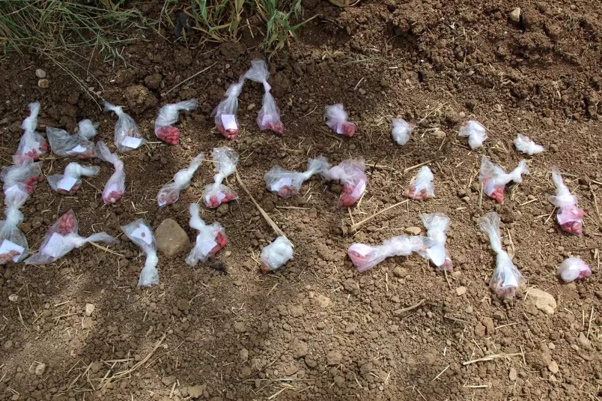 Mardin\'de mısır yerine alternatif olarak yer fıstığı yetiştirilmesi için çalışmalar başladı