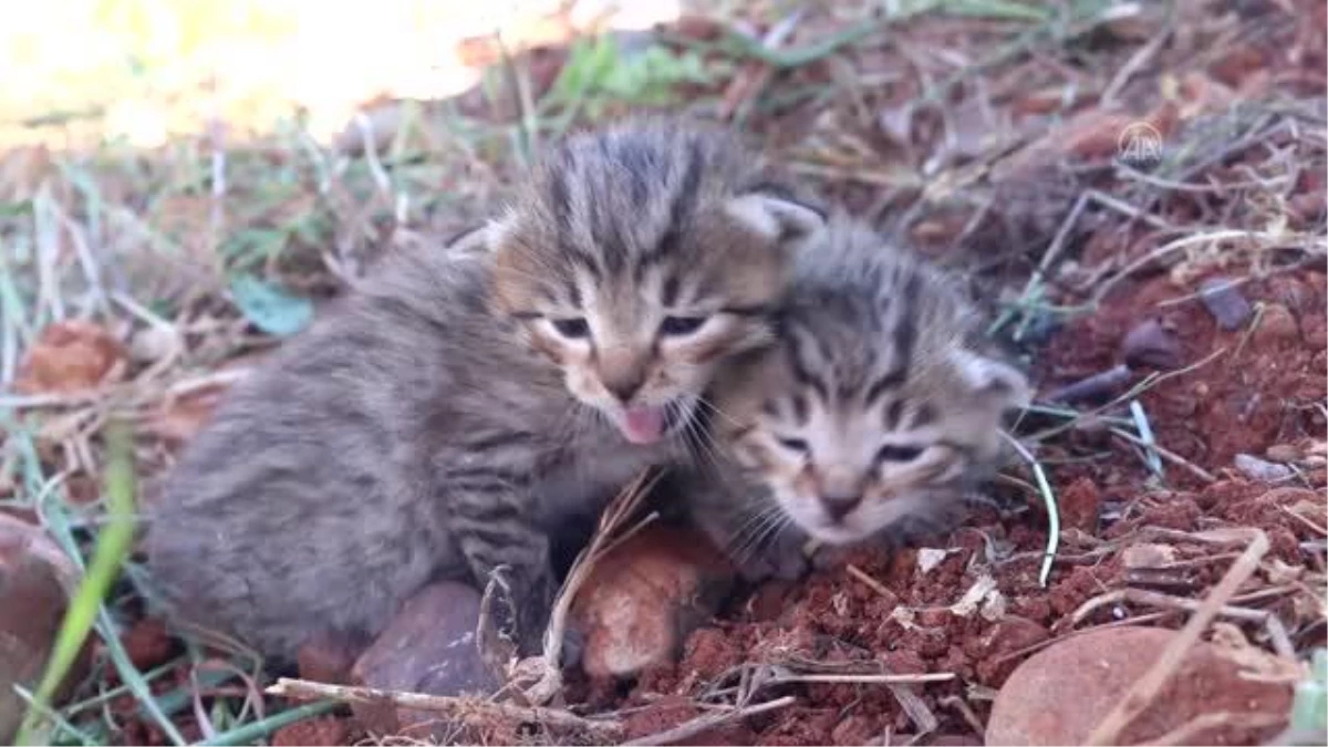 Tarlada bulunan yaban kedisi yavruları bakıma alındı