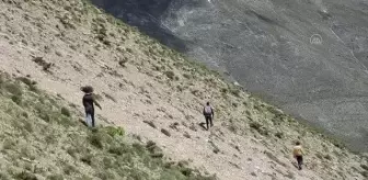 Yüksek kesimlerde yetişen 'yayla muzu' ilgi görüyor