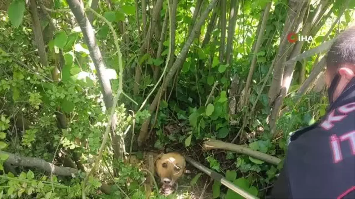 Ağacın dibine sıkışan köpek için seferber oldular