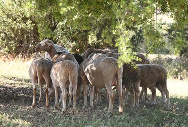 Bir dönemin efsane rockçısı Özlem Tekin, yaşadığı köyde şalvarlı görüntülendi