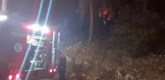 Bodrum'da orman yangını