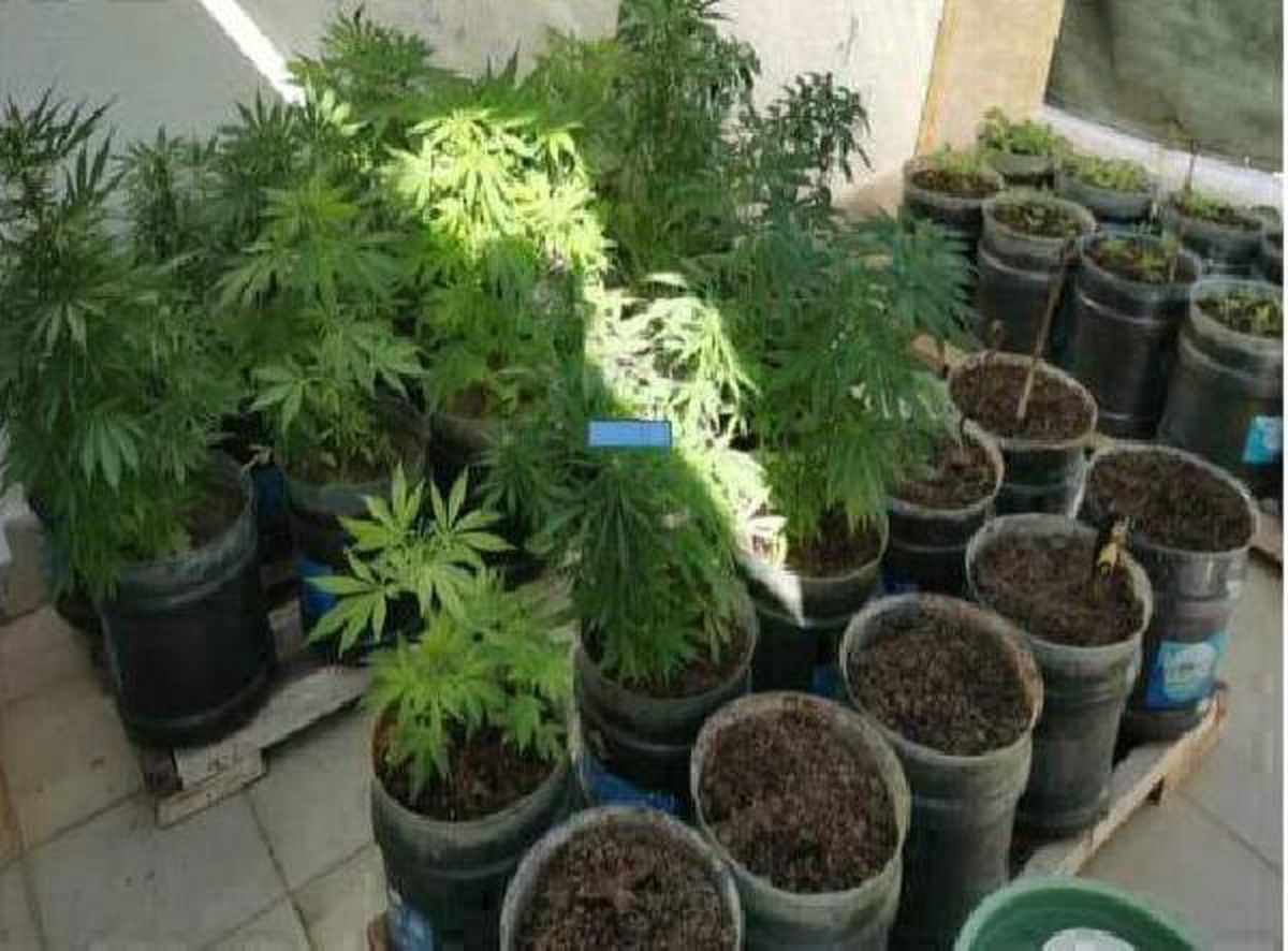 Didim\'de, kenevir yetiştirilen eve polis baskını