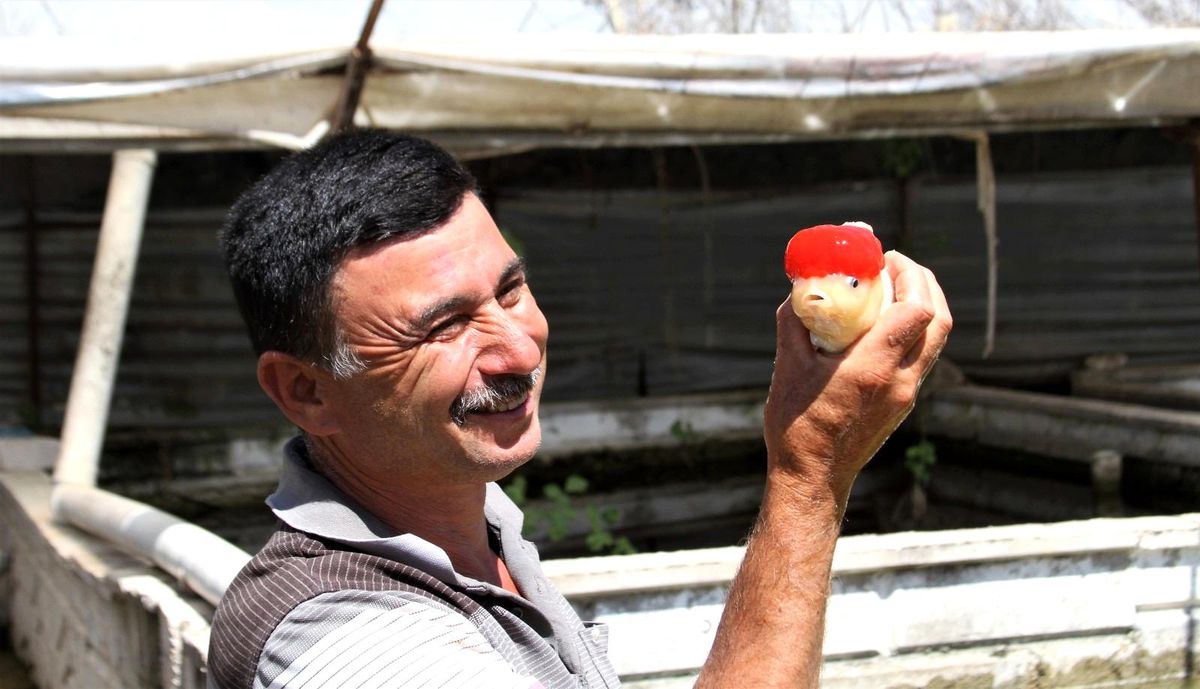 Domatesten istediği parayı kazanamayınca serada süs balığı üretmeye başladı