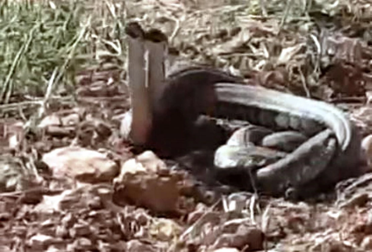 Tek ısırığıyla 10 dakika içinde öldüren yılanlar tarlada görüldü