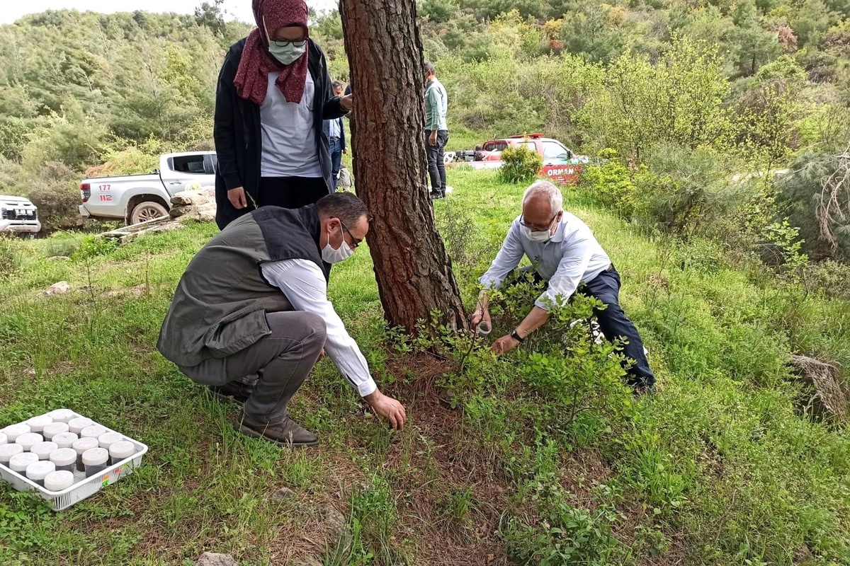 Kestane ağaçlarına zarar veren Gal arılarına karşı biyolojik mücadele