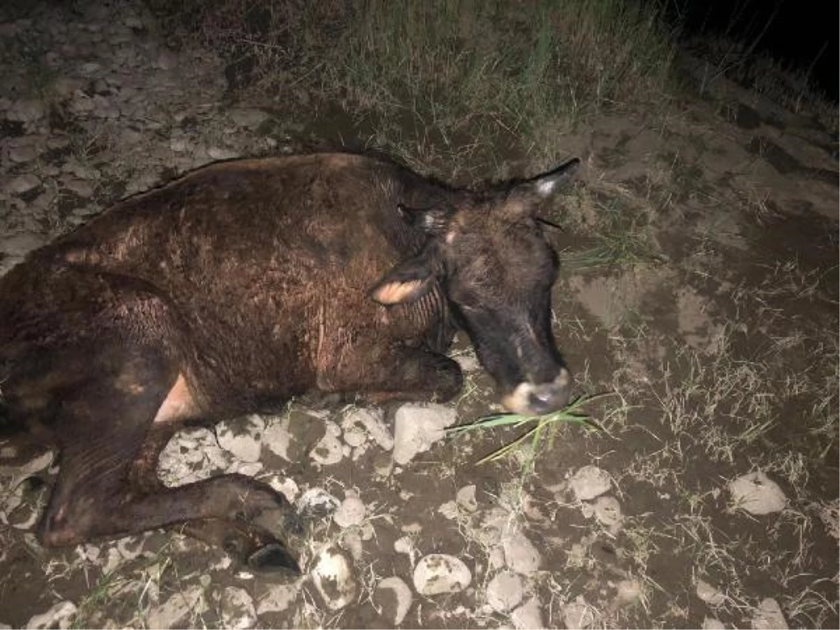 Nehirde mahsur kalan inek kurtarıldı