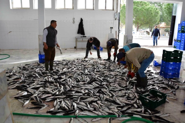 Pandemi döneminde Muğla'dan 410 milyon dolarlık balık ihracatı