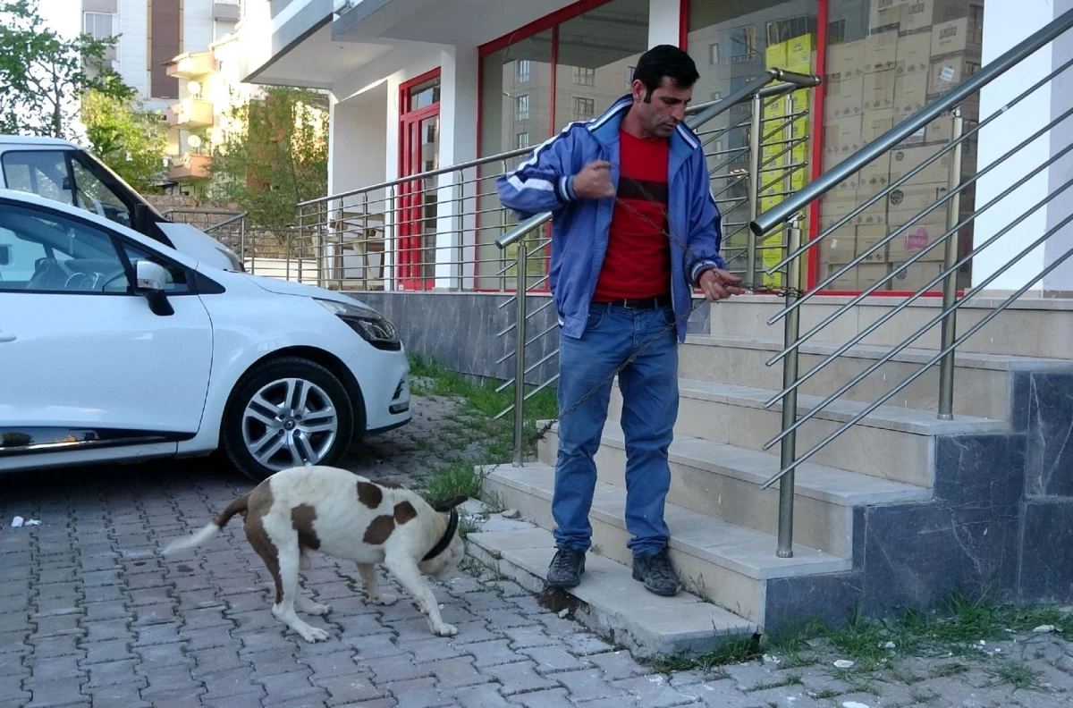 Sokağa çıkabilmek için yanlış köpeği seçti, ceza yemekten kurtulamadı
