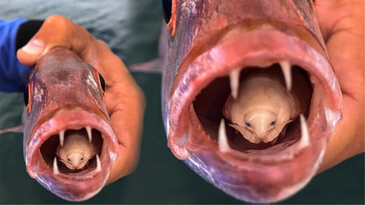 Tuttuğu balığın fotoğrafını çeken genç, balığın ağzının içindeki paraziti görünce hayrete düştü