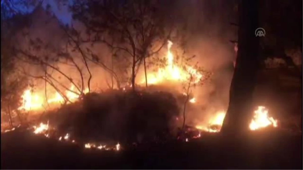 Bodrum\'da zabıtanın fark ettiği orman yangını söndürüldü