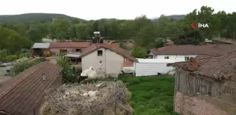 Çanakkale'de yavru leylekler yumurtadan çıktı