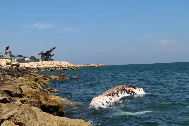 Akdeniz'in kralı Mersin'de kıyıya vurdu