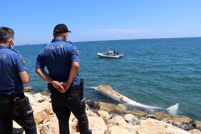 Akdeniz'in kralı Mersin'de kıyıya vurdu