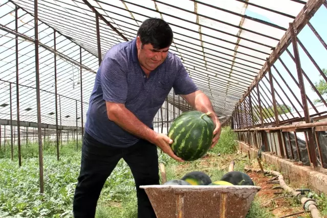 Kardeşini kanserden kaybeden çiftçi, doğal yollardan kekik aromalı karpuz üretti