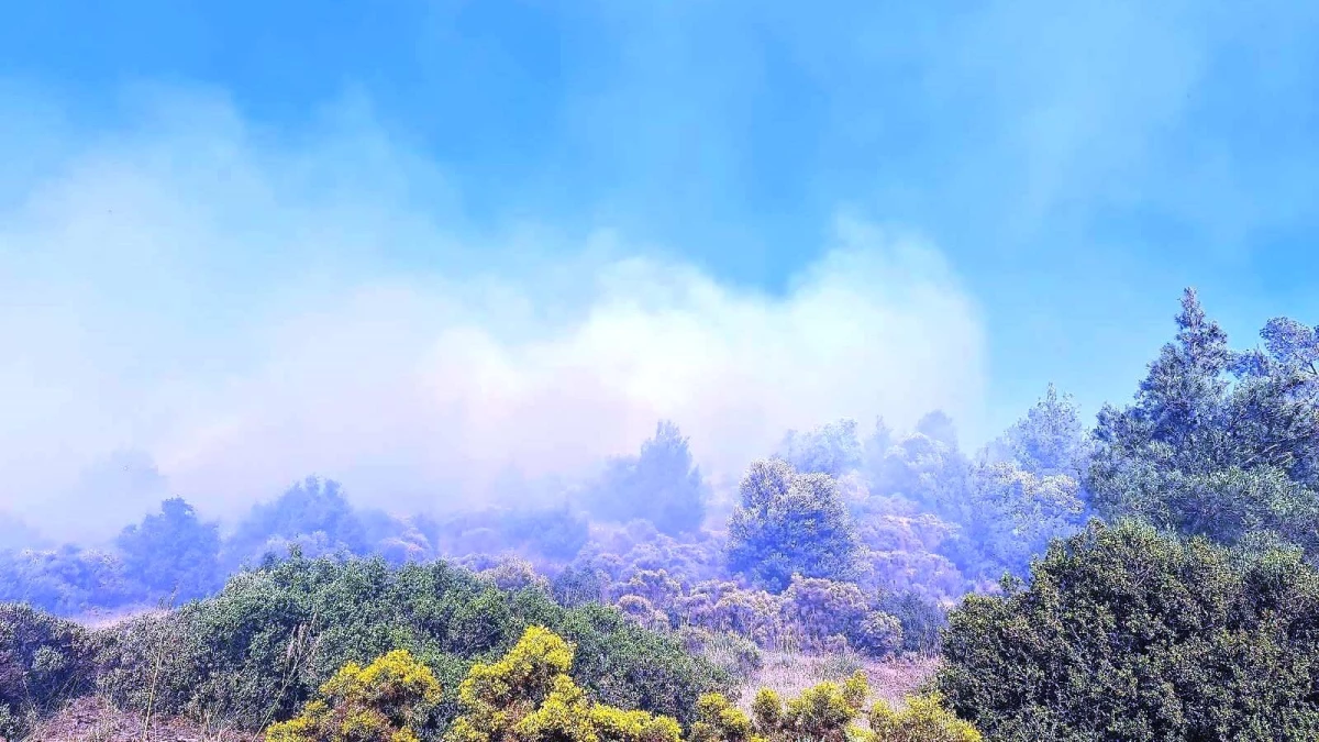 Kuyucak\'taki yangında 4 hektar ormanlık alan zarar gördü