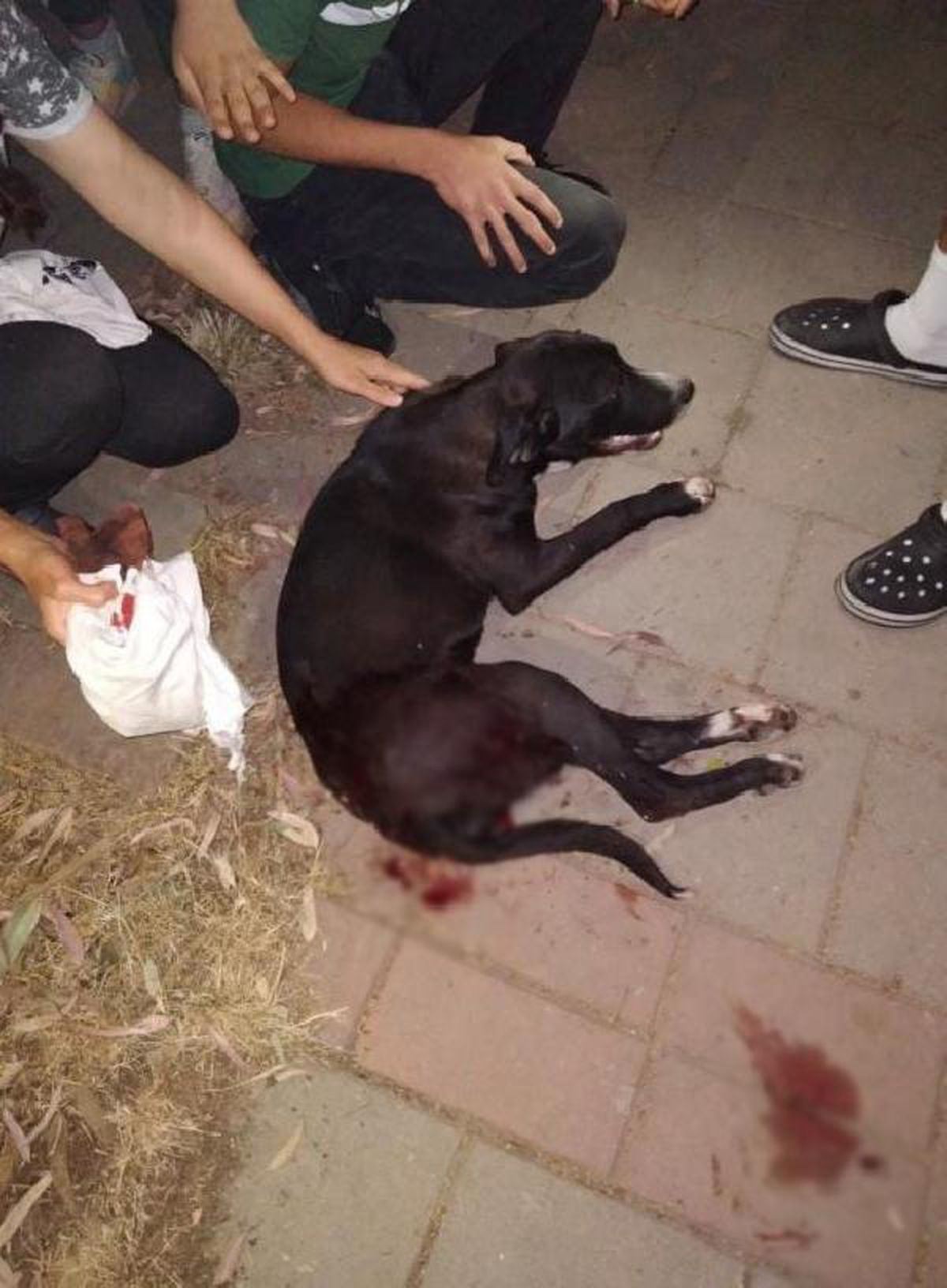 Magandaların ateşlediği tabancadan çıkan kurşun, sokak köpeğine isabet etti