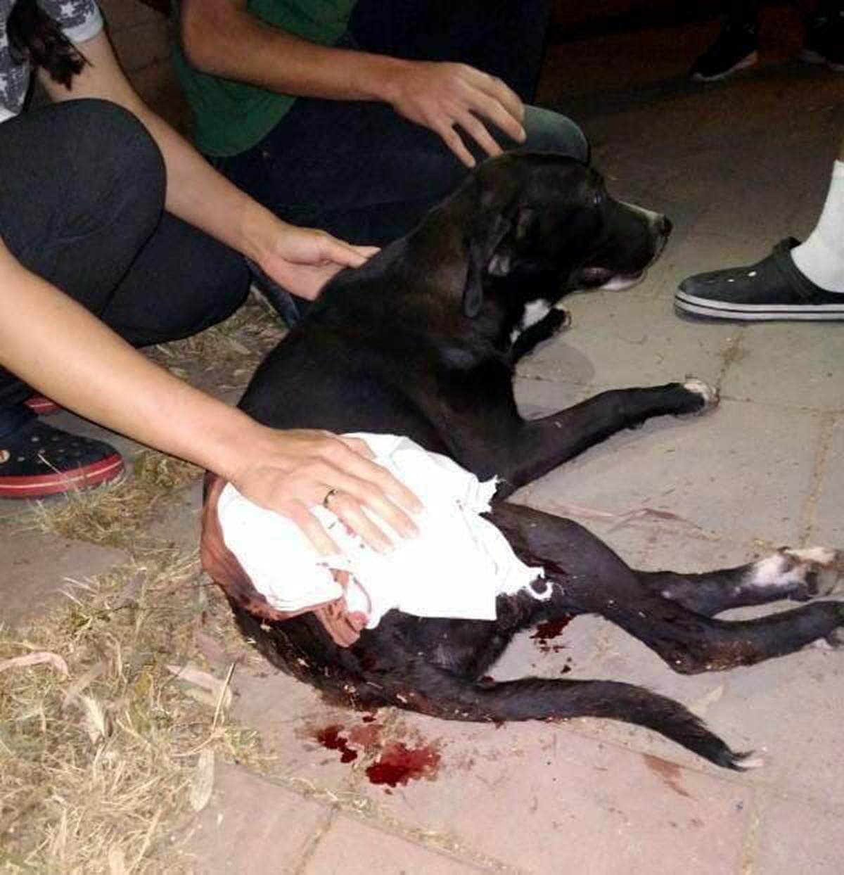 Magandaların vurduğu sokak köpeğine ameliyat