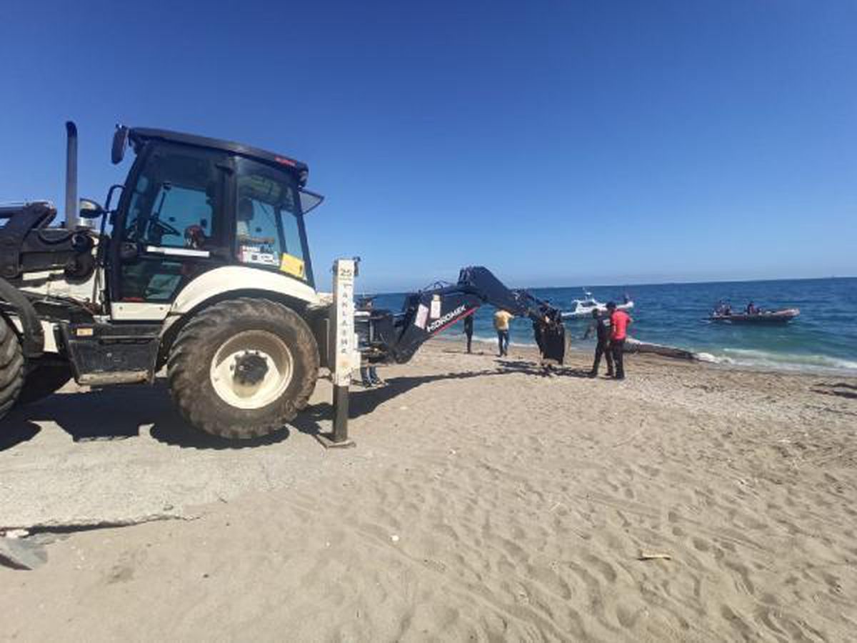 Son dakika haberi: Mersin\'de sahile ölü oluklu balina vurdu (2)