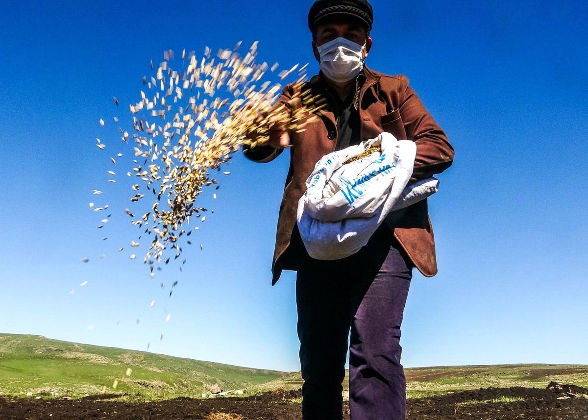 Traktör koltuğuna geçen belediye başkanı asırlık \'kavılca\' buğdayını toprakla buluşturdu