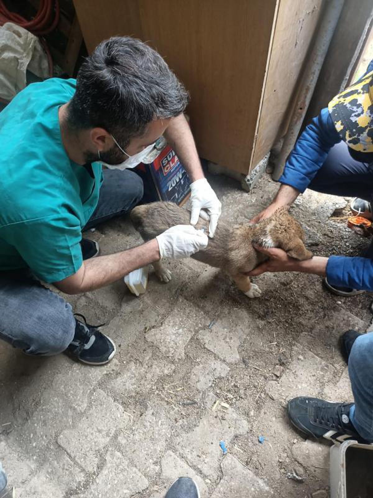 Son dakika haberleri... Edirne\'de tüfekle köpek öldüren gazeteci, adli kontrol şartıyla serbest