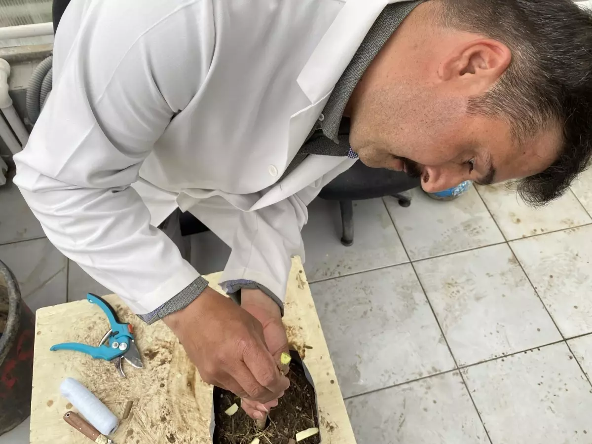 Fındık üreticilerine müjde