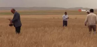 Kuraklık Şırnak'ta da etkisini göstermeye başladı