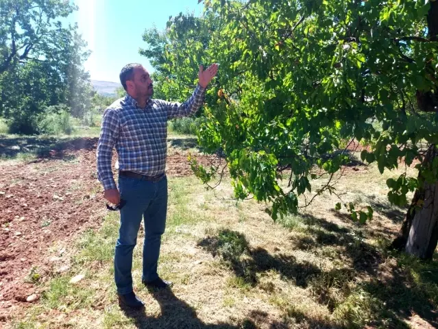 Malatya'da kayısıyı zirai don vurdu