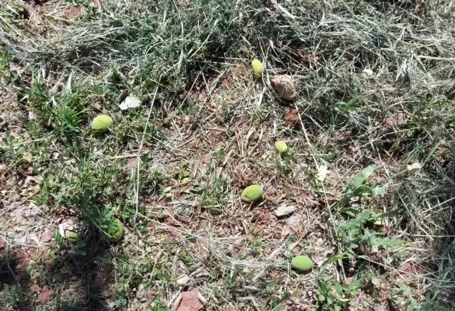 Malatya'da kayısıyı zirai don vurdu