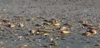 Toplu balık ölümleri görüldü