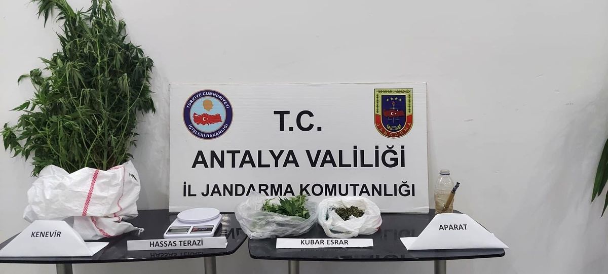 Alanya\'da jandarmadan kenevir operasyonu