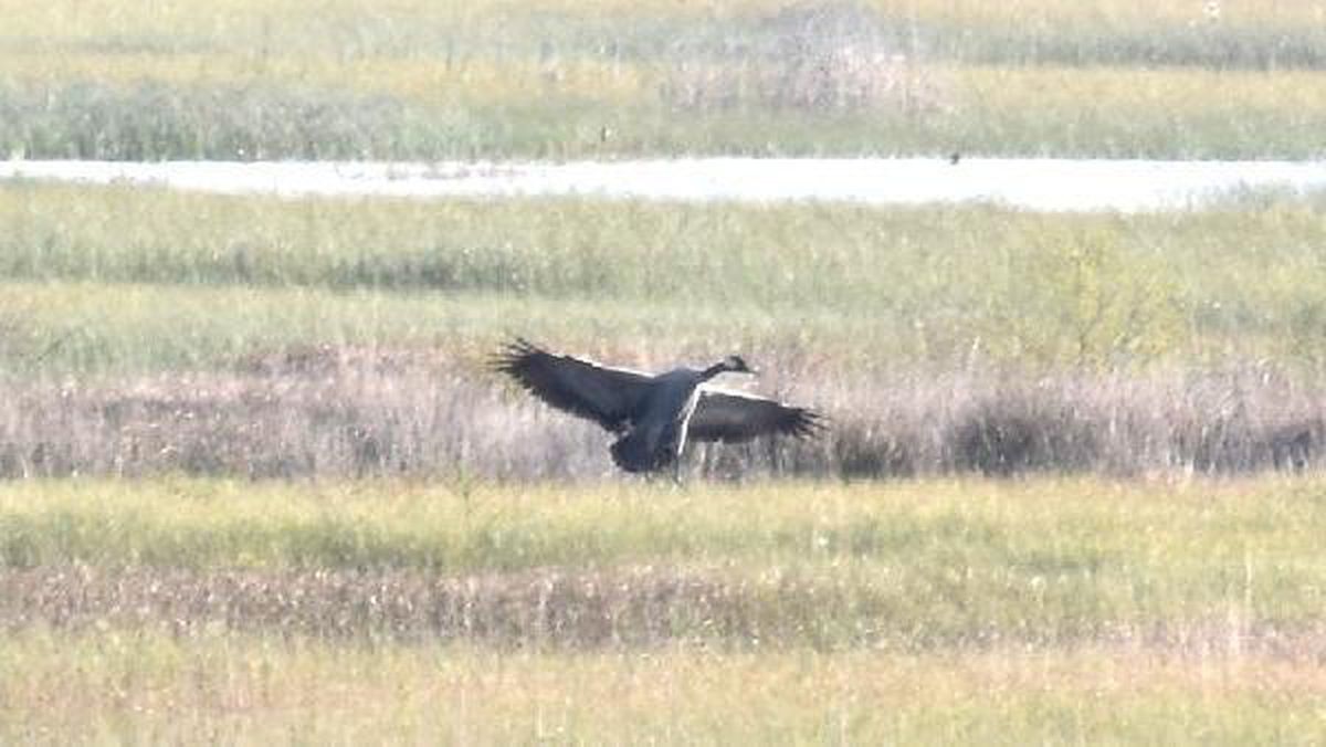 Bir metrelik dev turnalar, 300 yıl aradan sonra İrlanda\'ya döndü