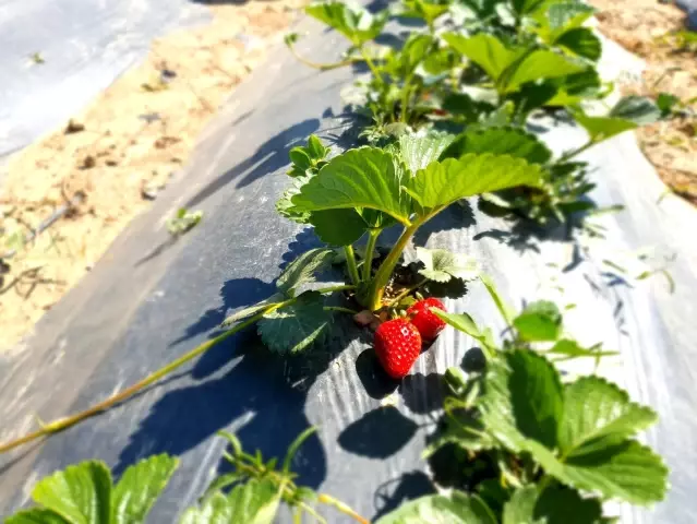 Bursa çileğinde hasat zamanı