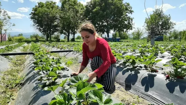 Bursa çileğinde hasat zamanı