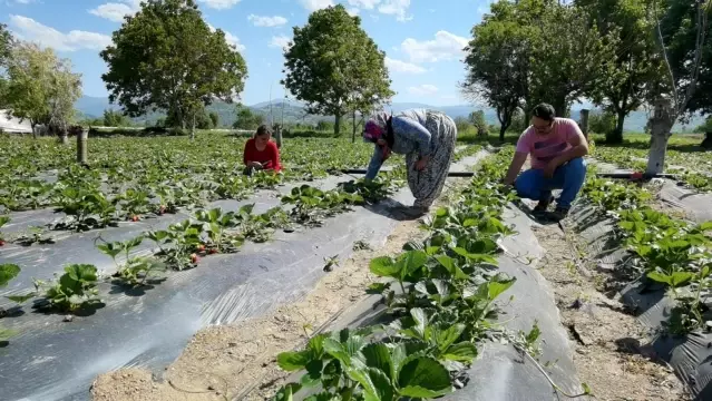 Bursa çileğinde hasat zamanı