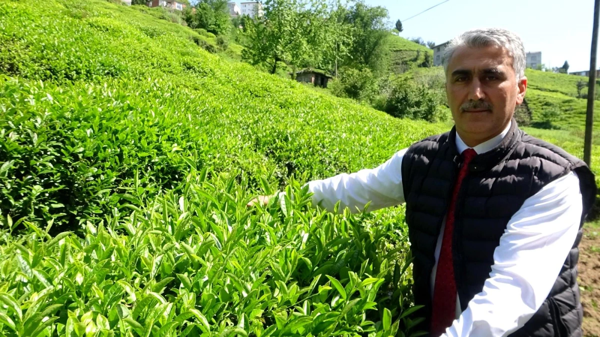 Çay sezonu başlarken üreticiler kotadan memnun