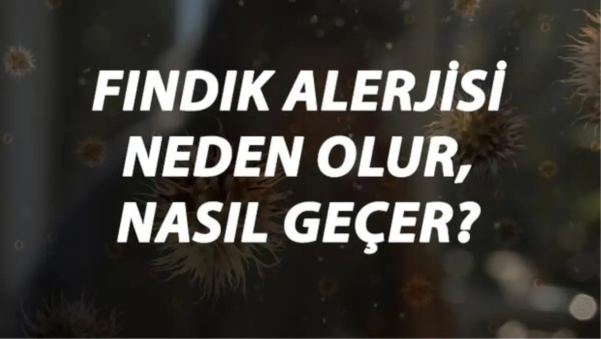 Fındık Alerjisi Nedir, Neden Olur ve Nasıl Geçer? Fındık Alerjisi Belirtileri ve Tedavisi Hakkında Bilgi