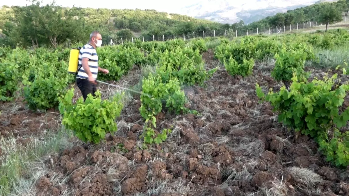 Kulp\'ta bağ küllemesine karşı mücadele başladı