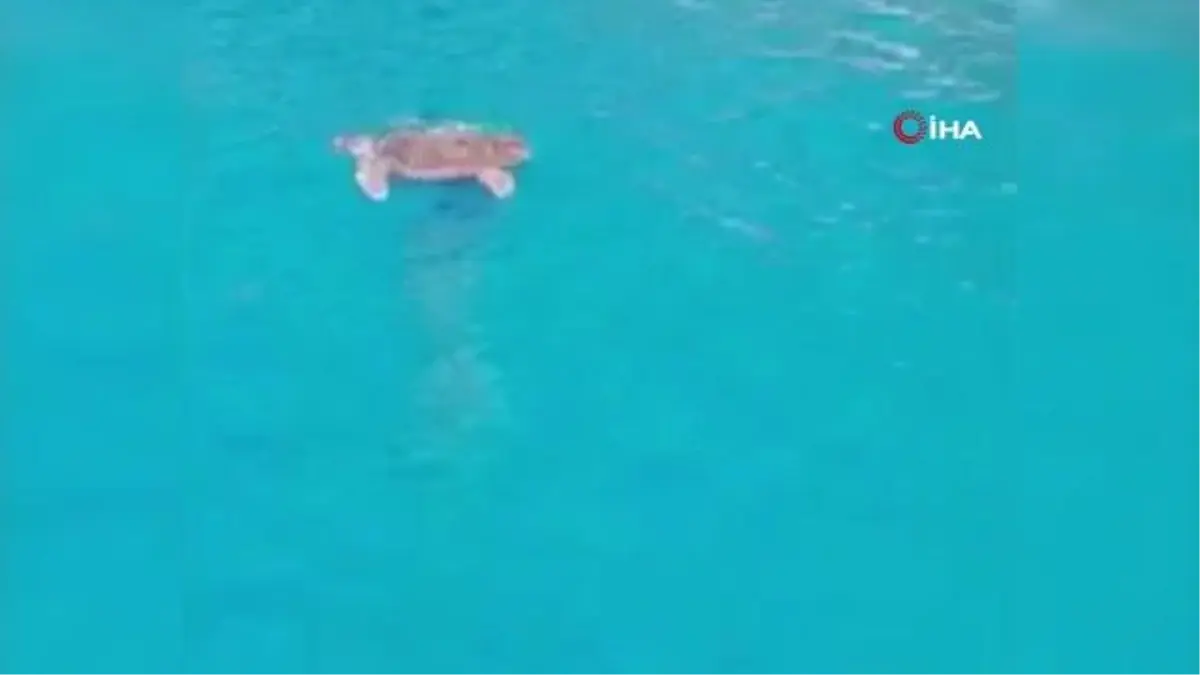 Minik Zeynep\'in dikkati, dev deniz canlısını kurtardı