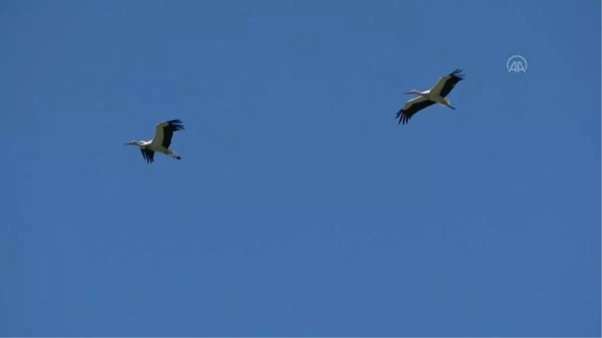 Muş Ovası, baharın gelmesiyle göç eden leylekleri ağırlamaya başladı