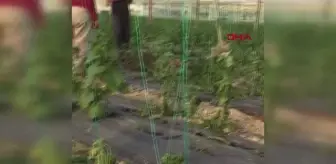 Antalya'da hortum seraya zarar verdi