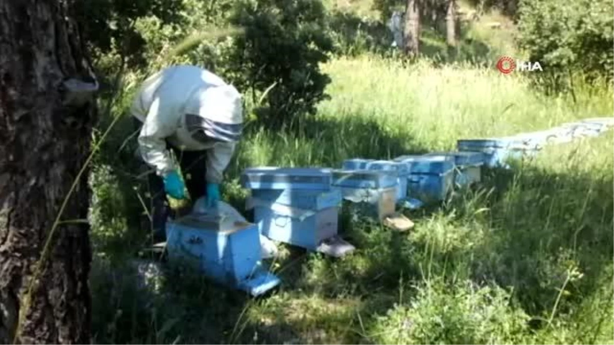 Balıkesir\'de bal fiyatlarındaki yükseliş arılara olan itibarı da artırdı