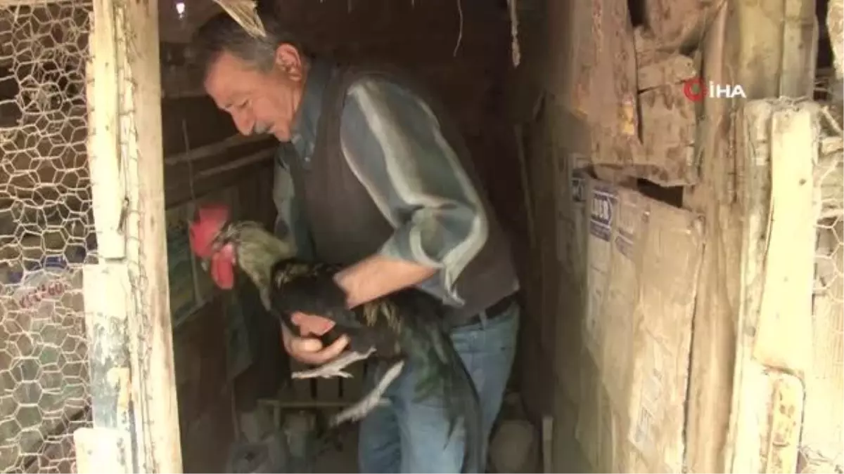 Son dakika haberleri! - Koronavirüs yasakları Denizli horozuna olan ilgiyi arttırdı