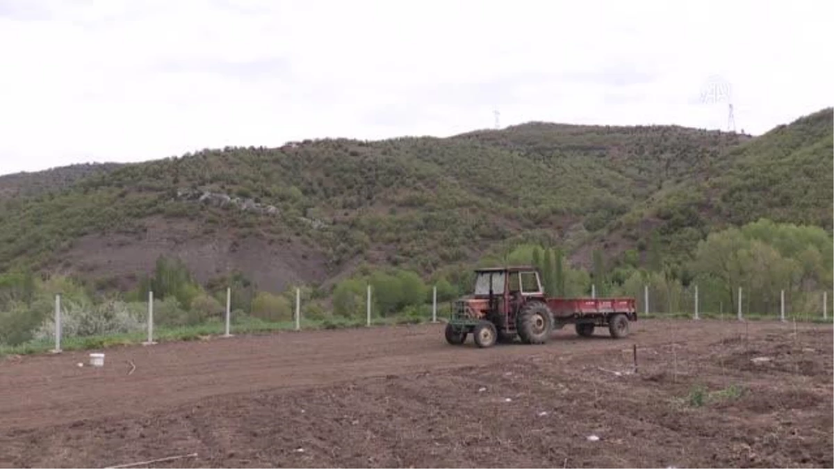 Tarım ve mera alanları kısıtlı çiftçiler, devlet desteğiyle ipek böceği kozası yetiştiriyor