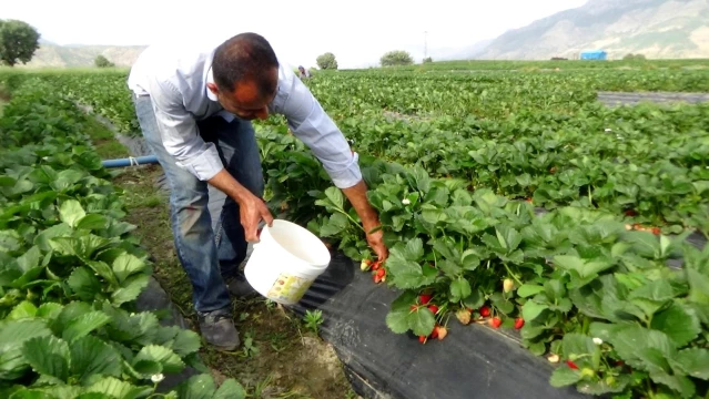 Batman'da devlet desteği ile oluşturulan çilek bahçeleri yüzlerce ailenin geçim kapısı oldu