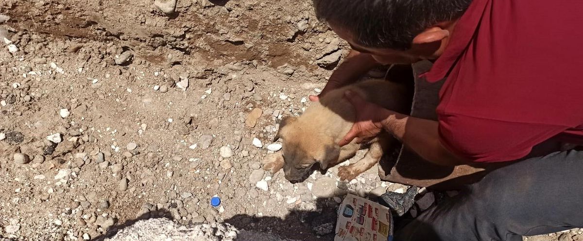 Batman\'da sulama borusunda sıkışan 4 yavru köpek kurtarıldı