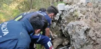 Biri, ayağını araç ezen 2 yavru köpeği girdiği kaya oyuğundan itfaiye çıkardı