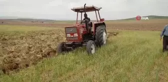 Kuraklık ürünleri yaktı, tarlalar otlak oldu